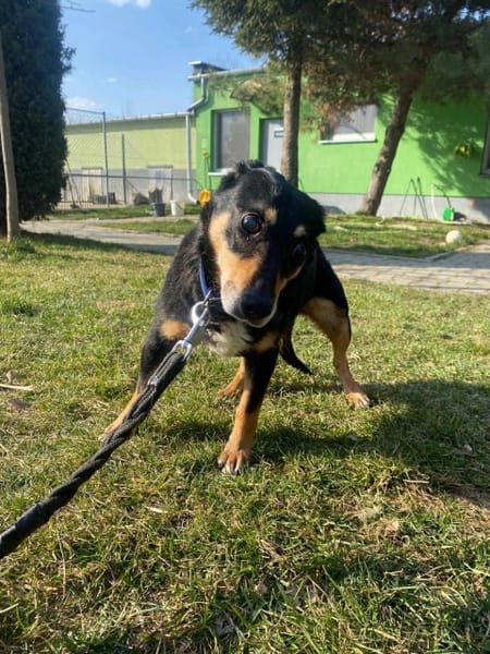 Zorza