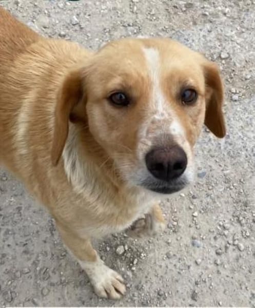 Lucy sucht ein liebevolles Zuhause