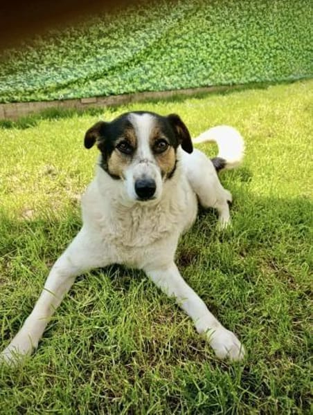 Lino, ein perfekter Begleiter