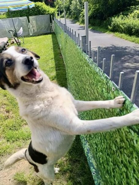 Lino, ein perfekter Begleiter