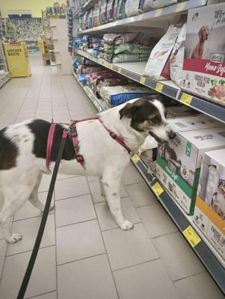 Lino, ein perfekter Begleiter