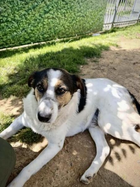 Lino, ein perfekter Begleiter