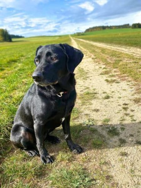 Laika - neugierig,verspielt&verschmust