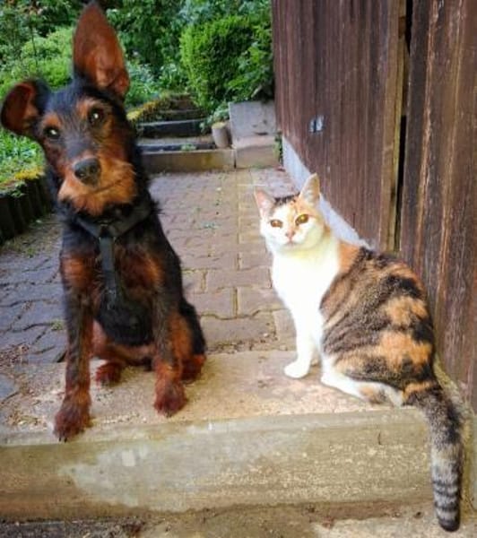Salome 9 Monate Foxterrier Mix