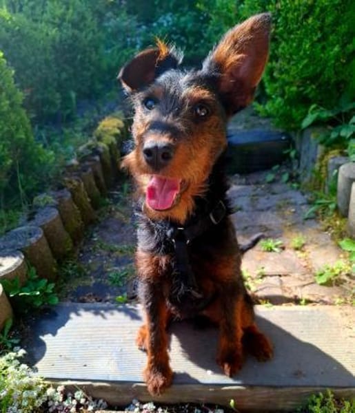 Salome 9 Monate Foxterrier Mix