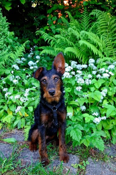 Salome 9 Monate Foxterrier Mix