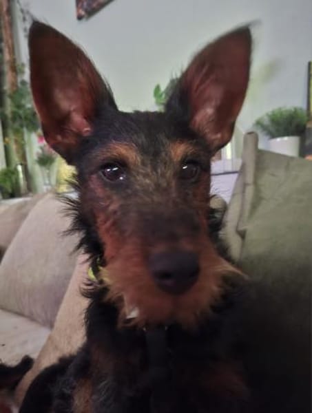 Salome 9 Monate Foxterrier Mix