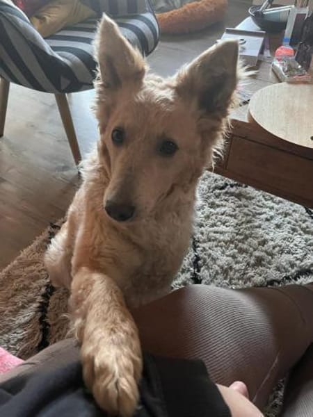 Mogli  ein Herz auf vier Pfoten 🐾