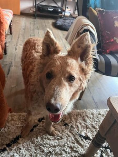 Mogli  ein Herz auf vier Pfoten 🐾