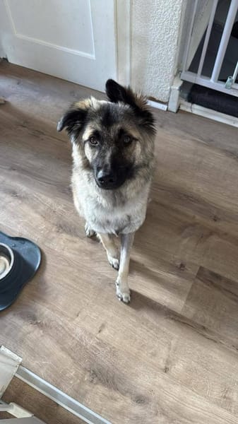 Kuscheliger Cody❤ sucht liebevolles Heim