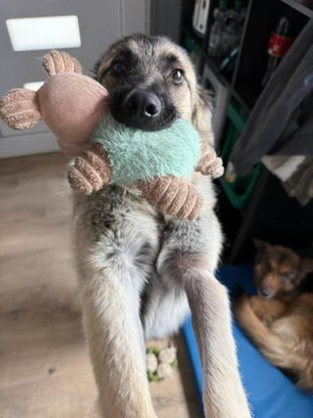 Kuscheliger Cody❤ sucht liebevolles Heim