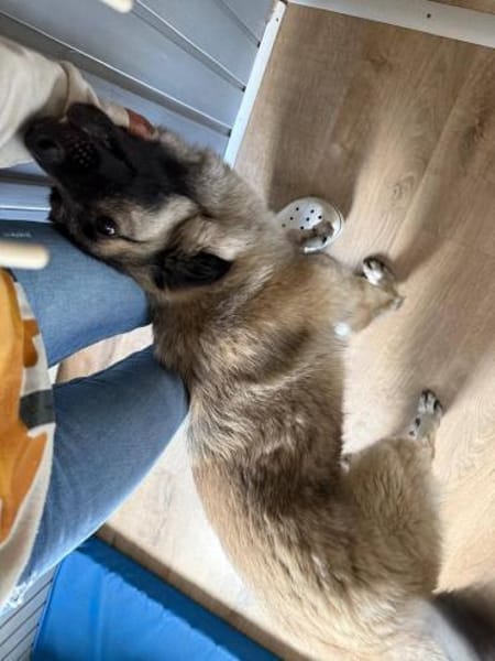Kuscheliger Cody❤ sucht liebevolles Heim