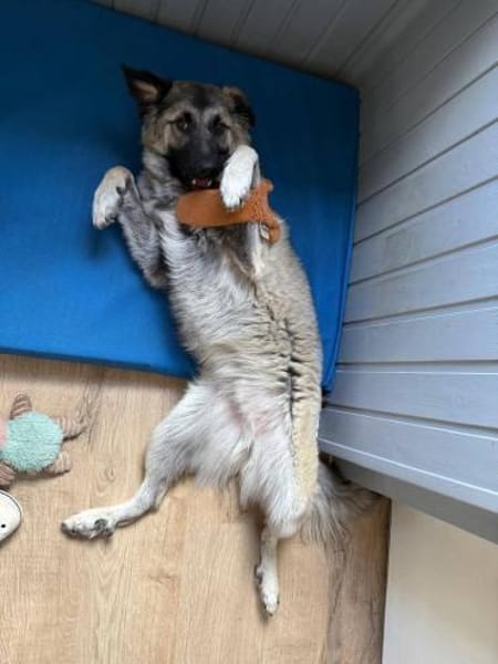 Kuscheliger Cody❤ sucht liebevolles Heim