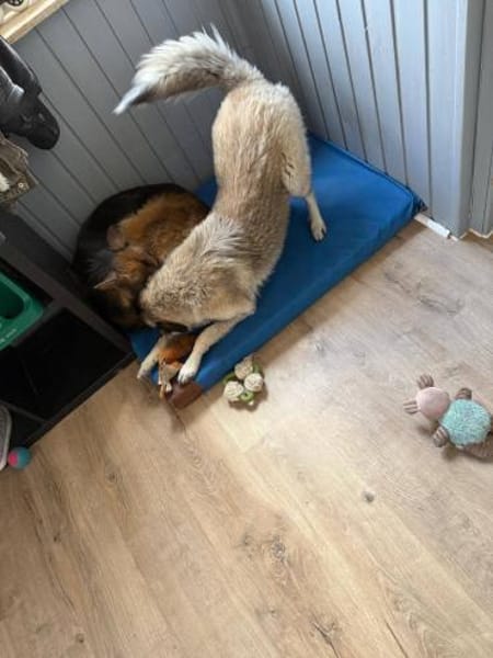 Kuscheliger Cody❤ sucht liebevolles Heim