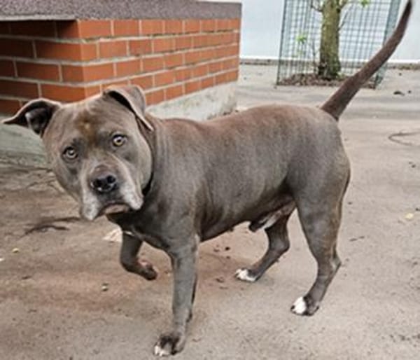 Jako