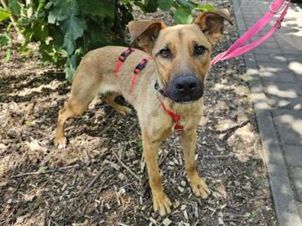 Nella im Tierheim Sulzbach