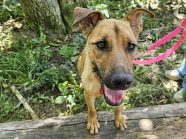 Nella im Tierheim Sulzbach