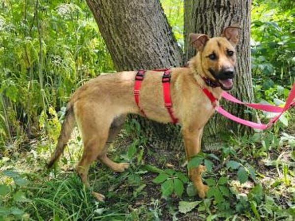 Nella im Tierheim Sulzbach