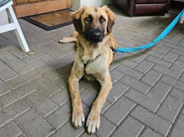 Pesco, jetzt im Tierheim Sulzbach