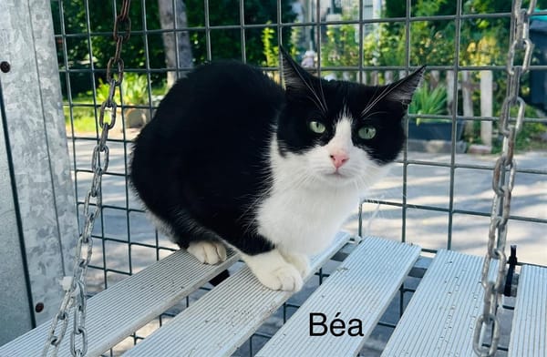 Béa