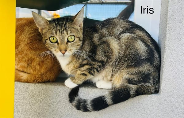 IRIS