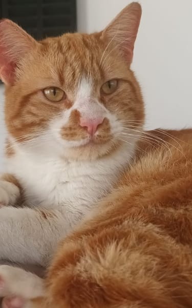 Coco