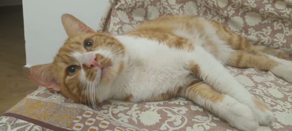 Coco