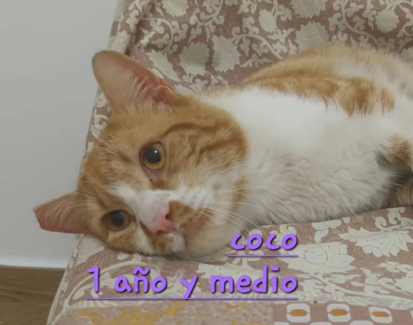 Coco