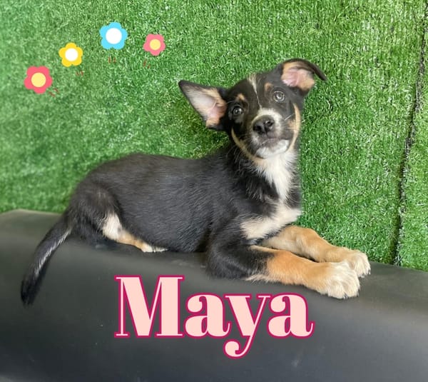 MAYA seducente cucciolina