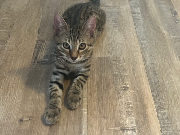 Alvin