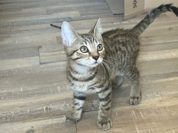 Alvin