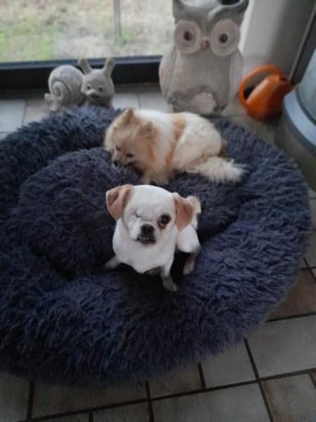 Riki  6,5 Jahre alter Pekinese