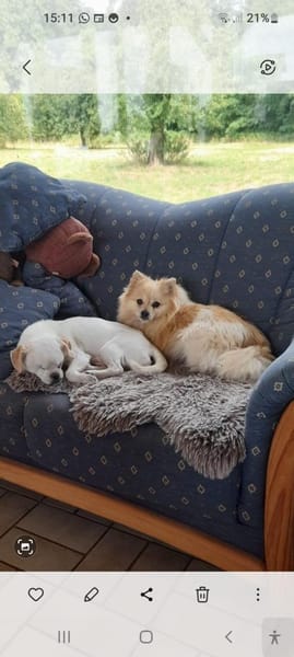 Riki  6,5 Jahre alter Pekinese