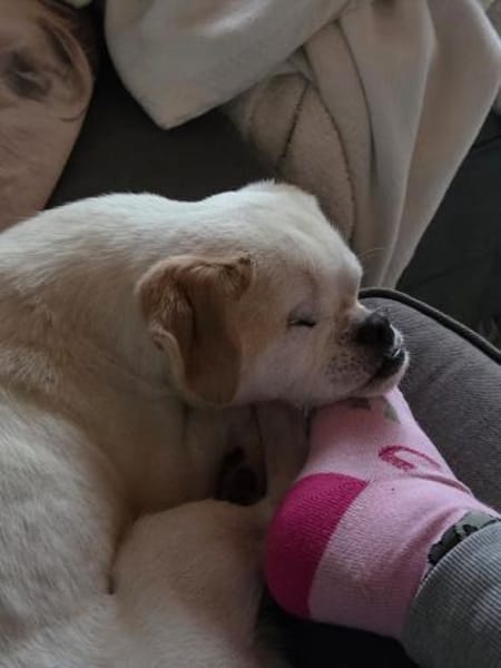 Riki  6,5 Jahre alter Pekinese