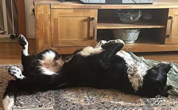 Matthes such ein Zuhause ohne Katzen
