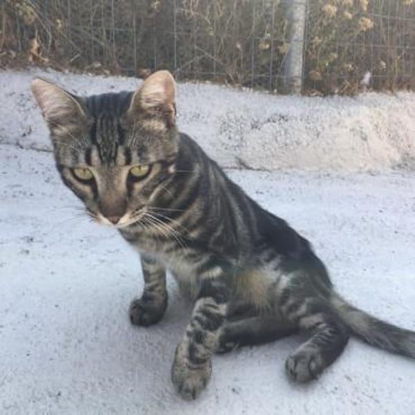 Liebevoller Manny sucht Zuhause