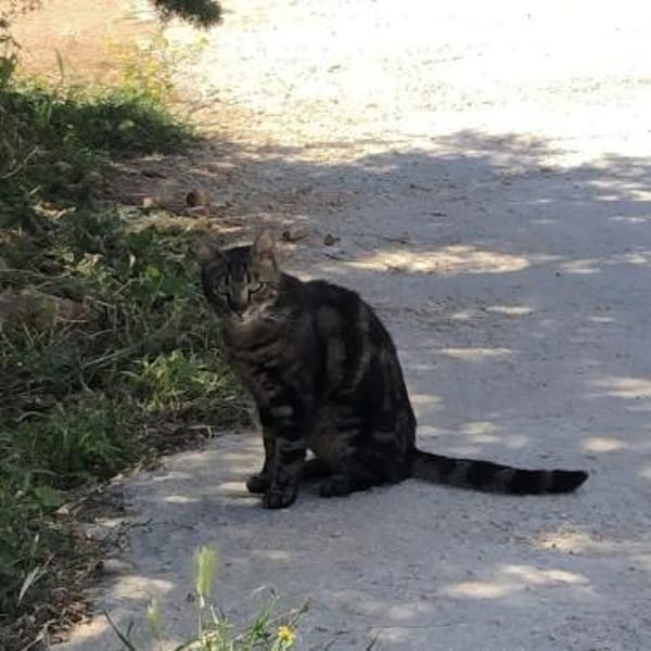 Liebevoller Manny sucht Zuhause