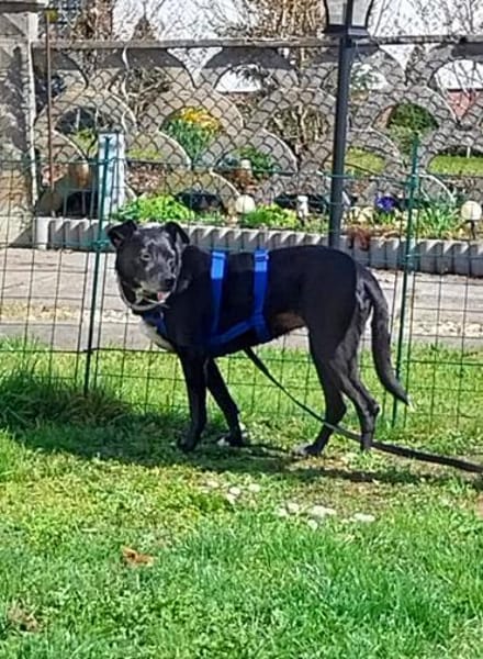 Bella8 sucht ein Zuhause