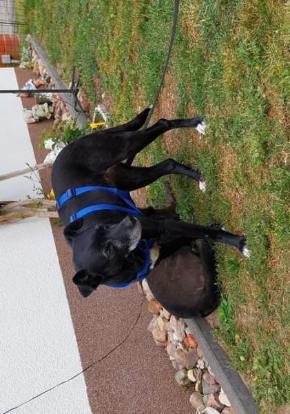 Bella8 sucht ein Zuhause