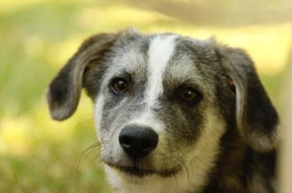 SIMON ist ein Rundum-sorglos-Paket