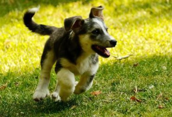 SIMON ist ein Rundum-sorglos-Paket