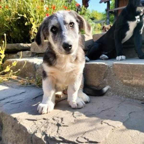 SIMON ist ein Rundum-sorglos-Paket