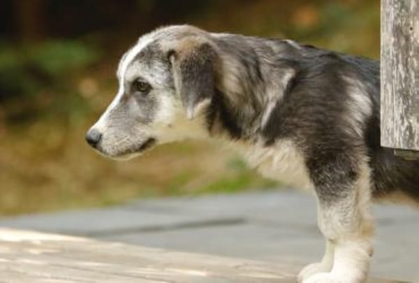 SIMON ist ein Rundum-sorglos-Paket