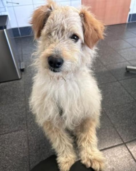Lucky💗wartet in 78247 Schlatt am Randen