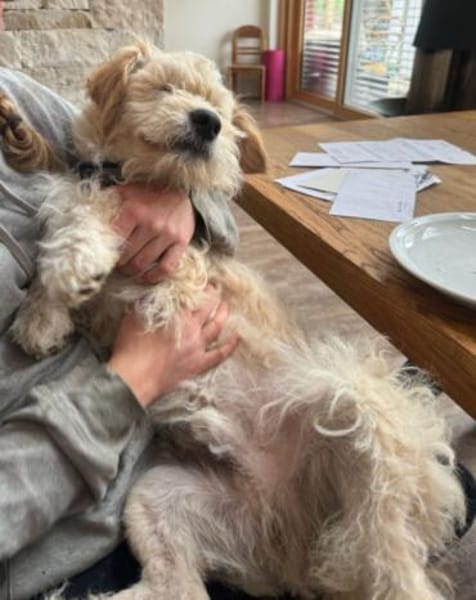 Lucky💗wartet in 78247 Schlatt am Randen