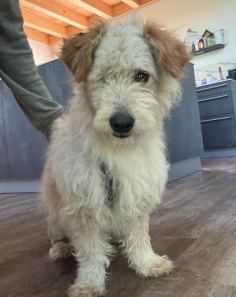 Lucky💗wartet in 78247 Schlatt am Randen