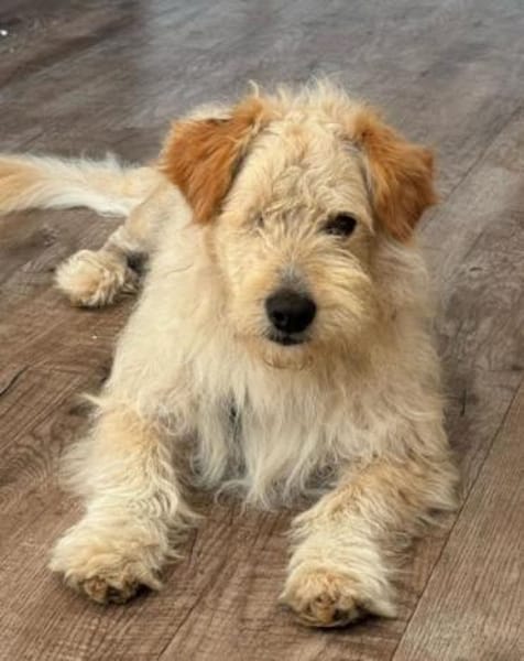 Lucky💗wartet in 78247 Schlatt am Randen