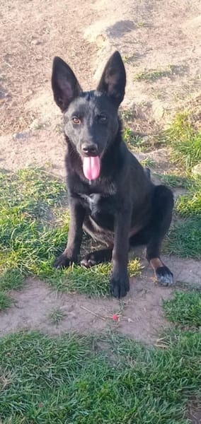 🐾🍀 Der süße Lukas sucht seine Menschen