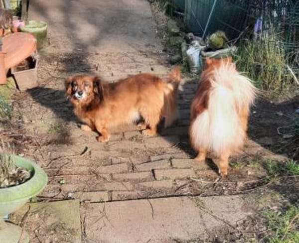 Ricki sucht Zuhause oder Pflegestelle