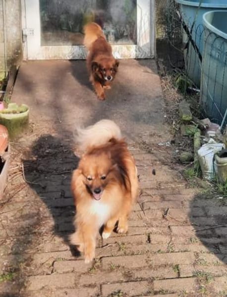 Ricki sucht Zuhause oder Pflegestelle